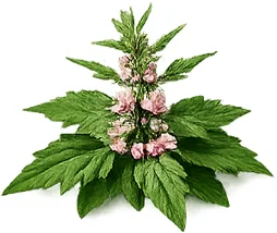 Rhinocharge — Siberian motherwort